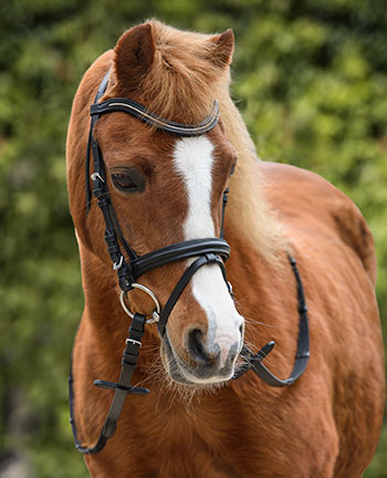 Ponyzäume & Ponygebisse