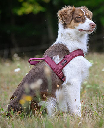 Hundezubehr