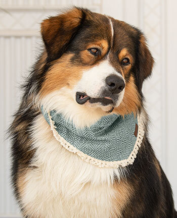 Accessoires fr Hunde