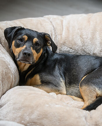 Hundebetten & -kissen