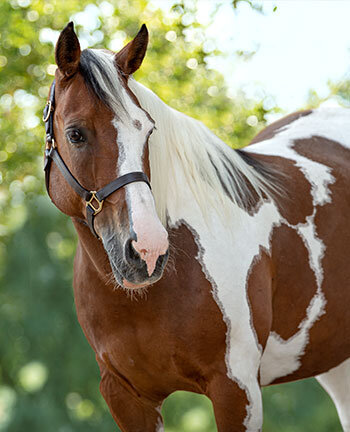 Westernhalfter & Stricke