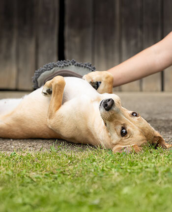 Fellpflege f�r Hunde