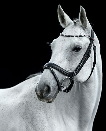 Schwedische Z�ume & Kandaren