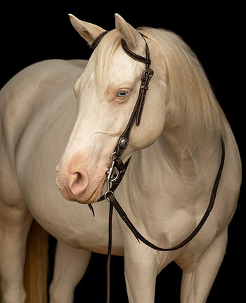 Ein- und Zweiohrkopfst�cke