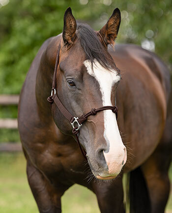 Westernhalfter & Stricke