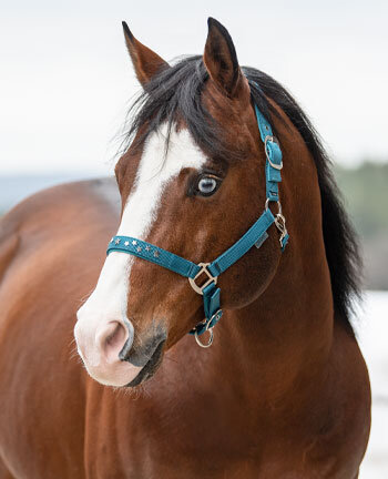 Westernpferde