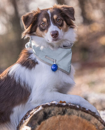 Reflexartikel fr Hunde