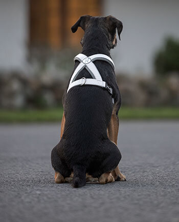 Reflexartikel fr Hunde
