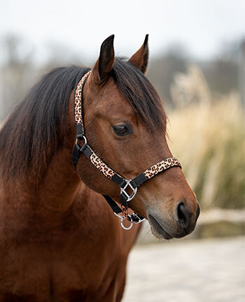 Westernhalfter