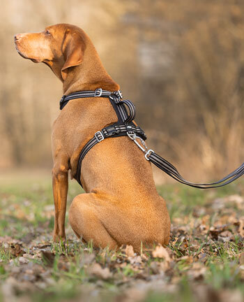 Hundehalsb�nder & -geschirre