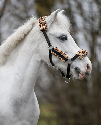 Pony & Fohlen