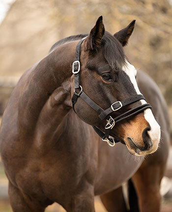 Westernhalfter