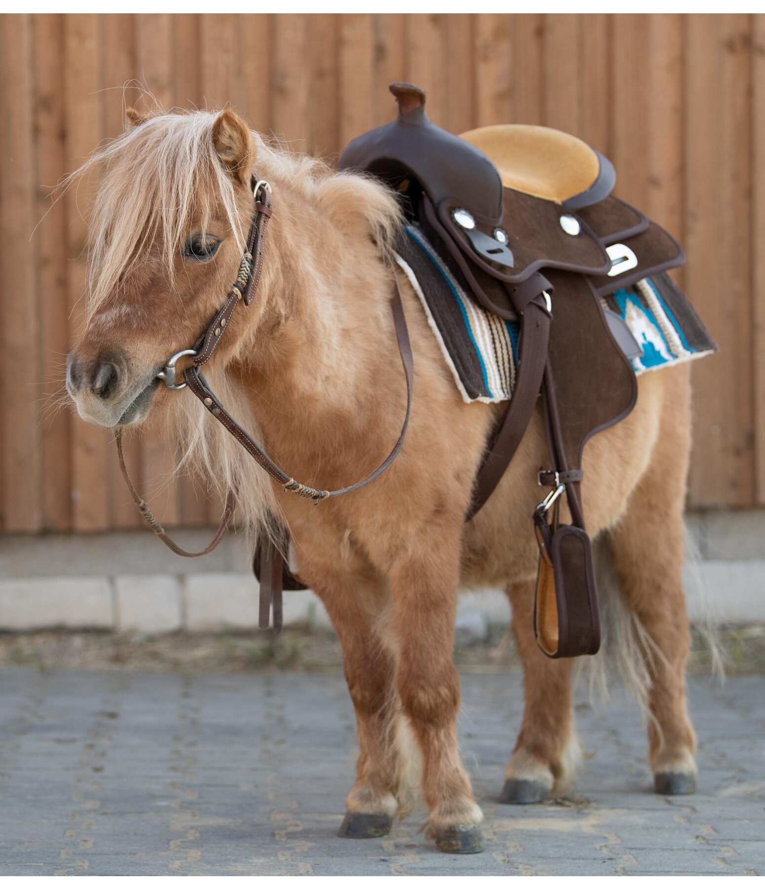 Pony Westernsattel Westernreiten Felix Bühler