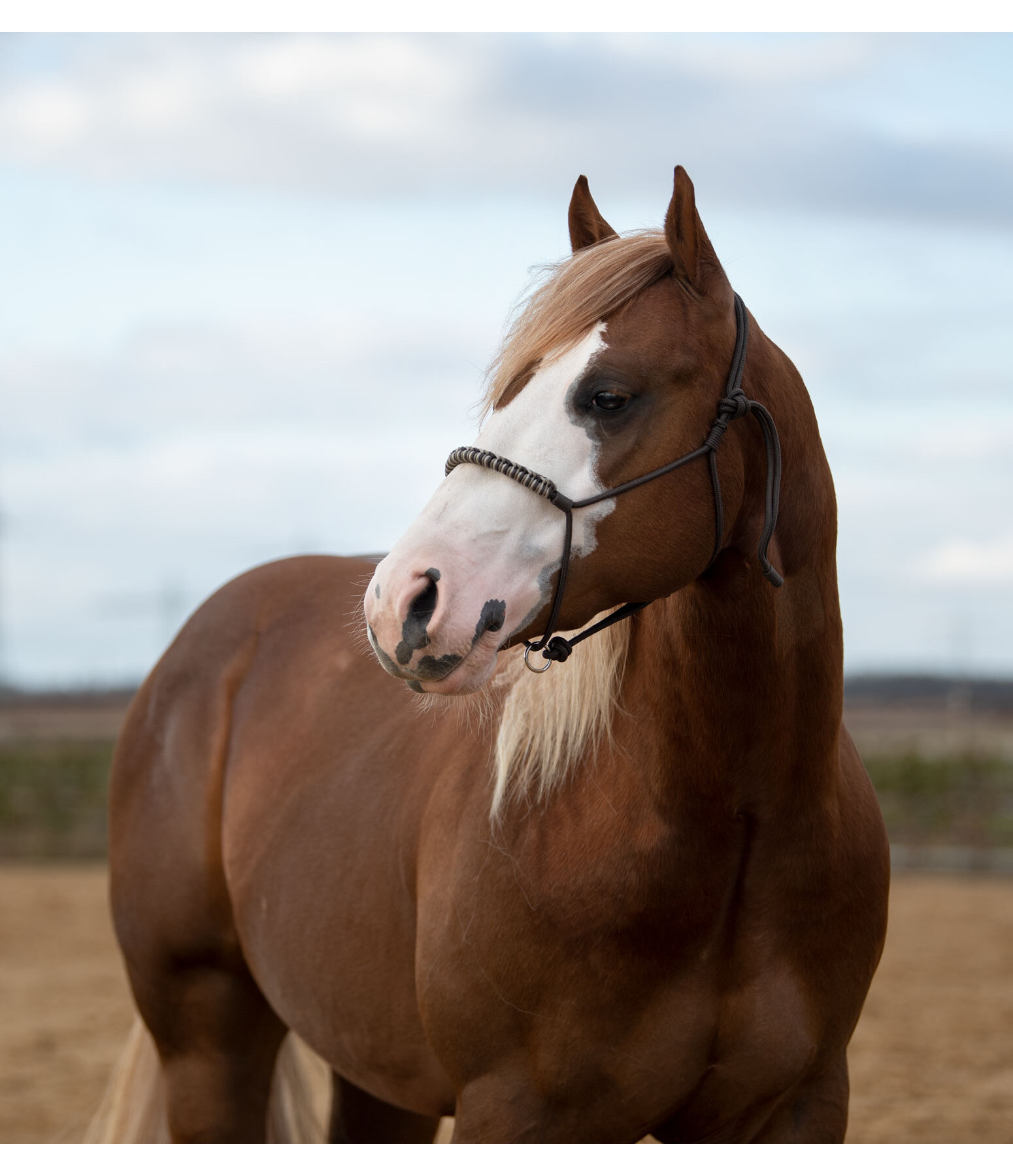 Knotenloses Halfter Bonny