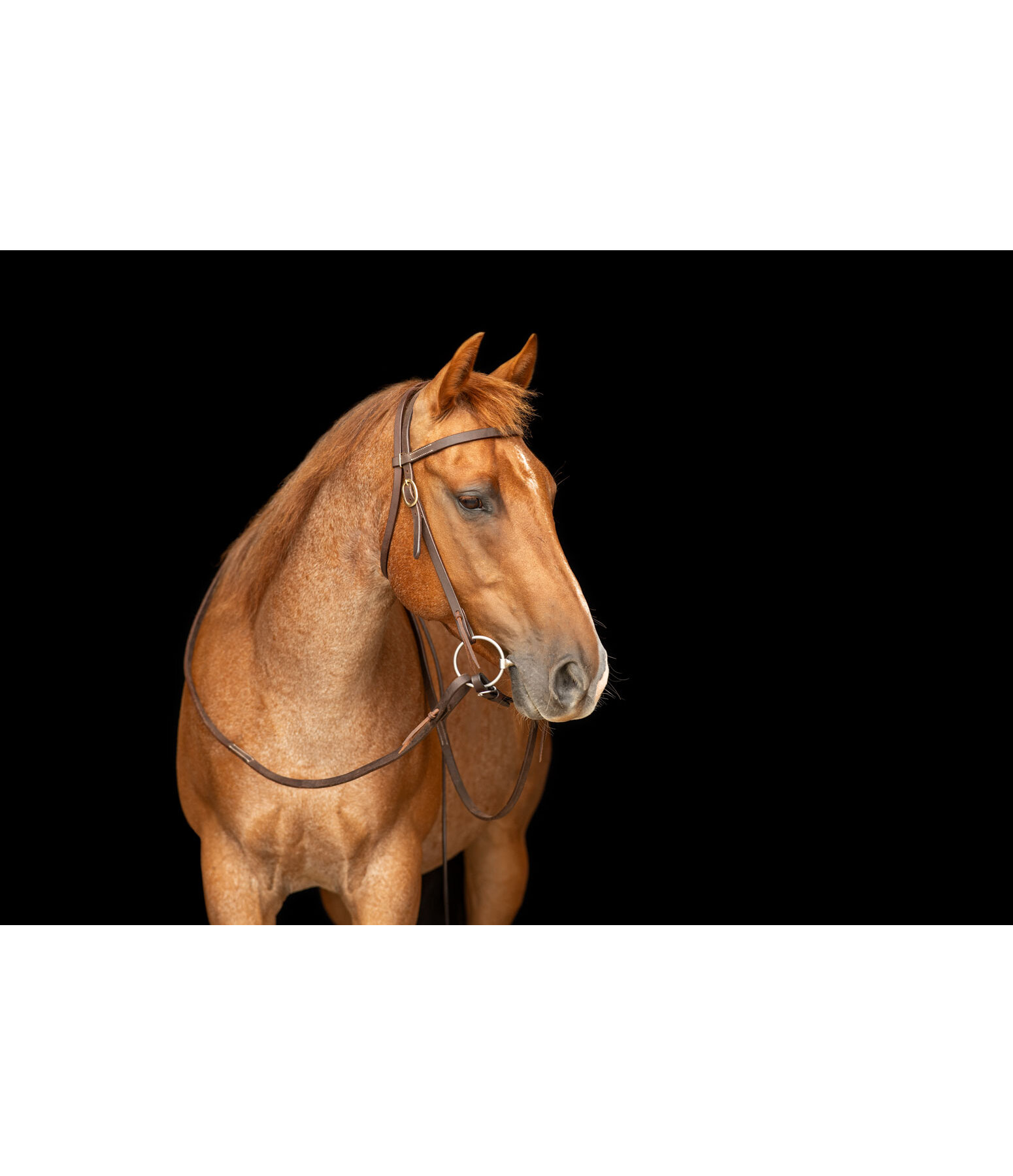 Trainingskopfst�ck Harness