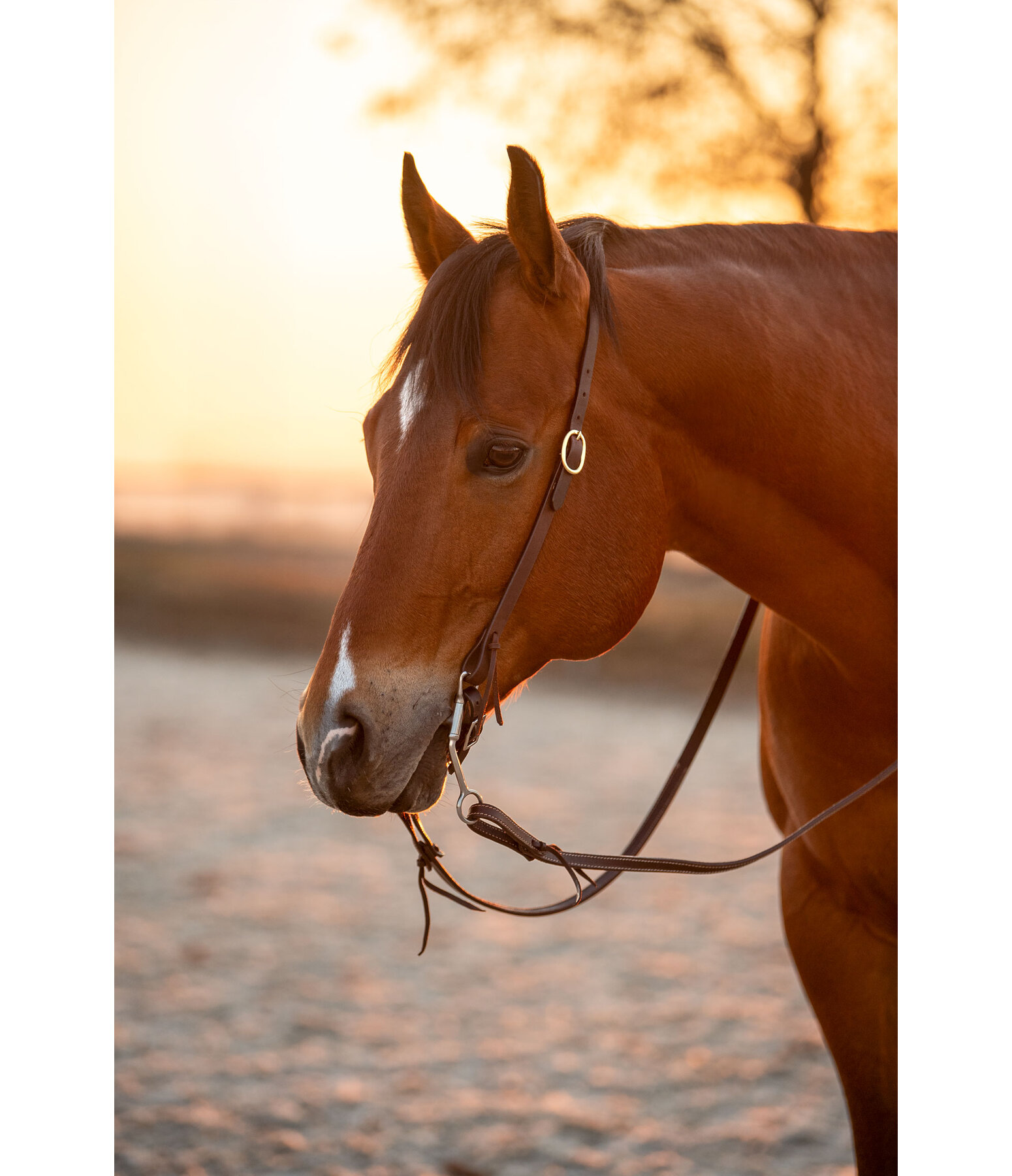 Einohr-Trainingskopfstck Harness
