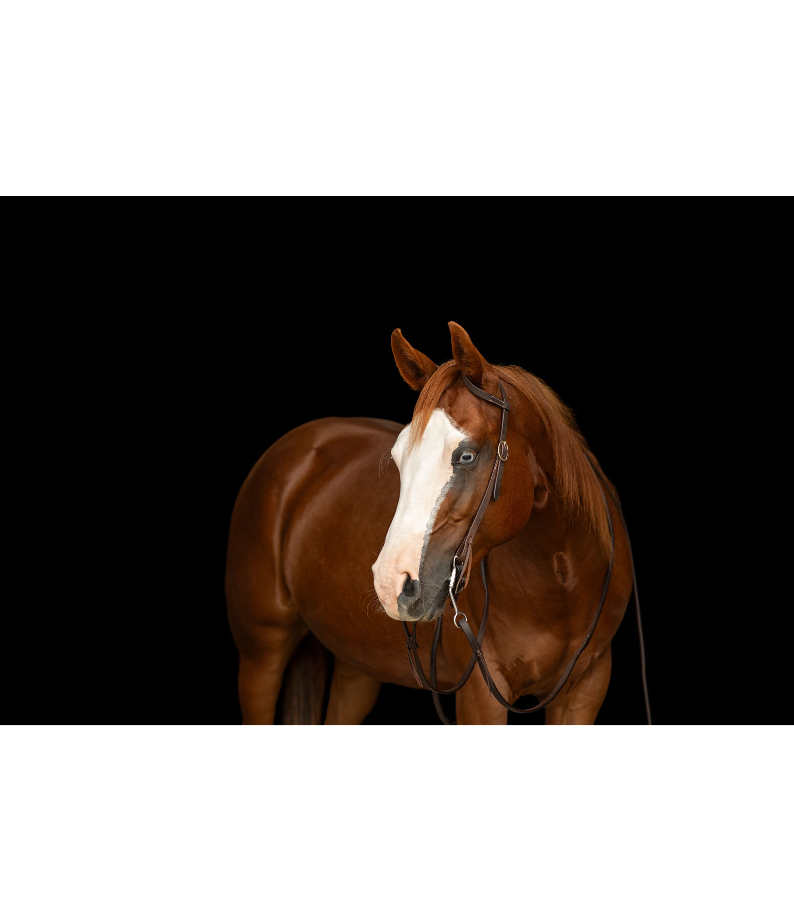 Einohr-Trainingskopfst�ck Harness