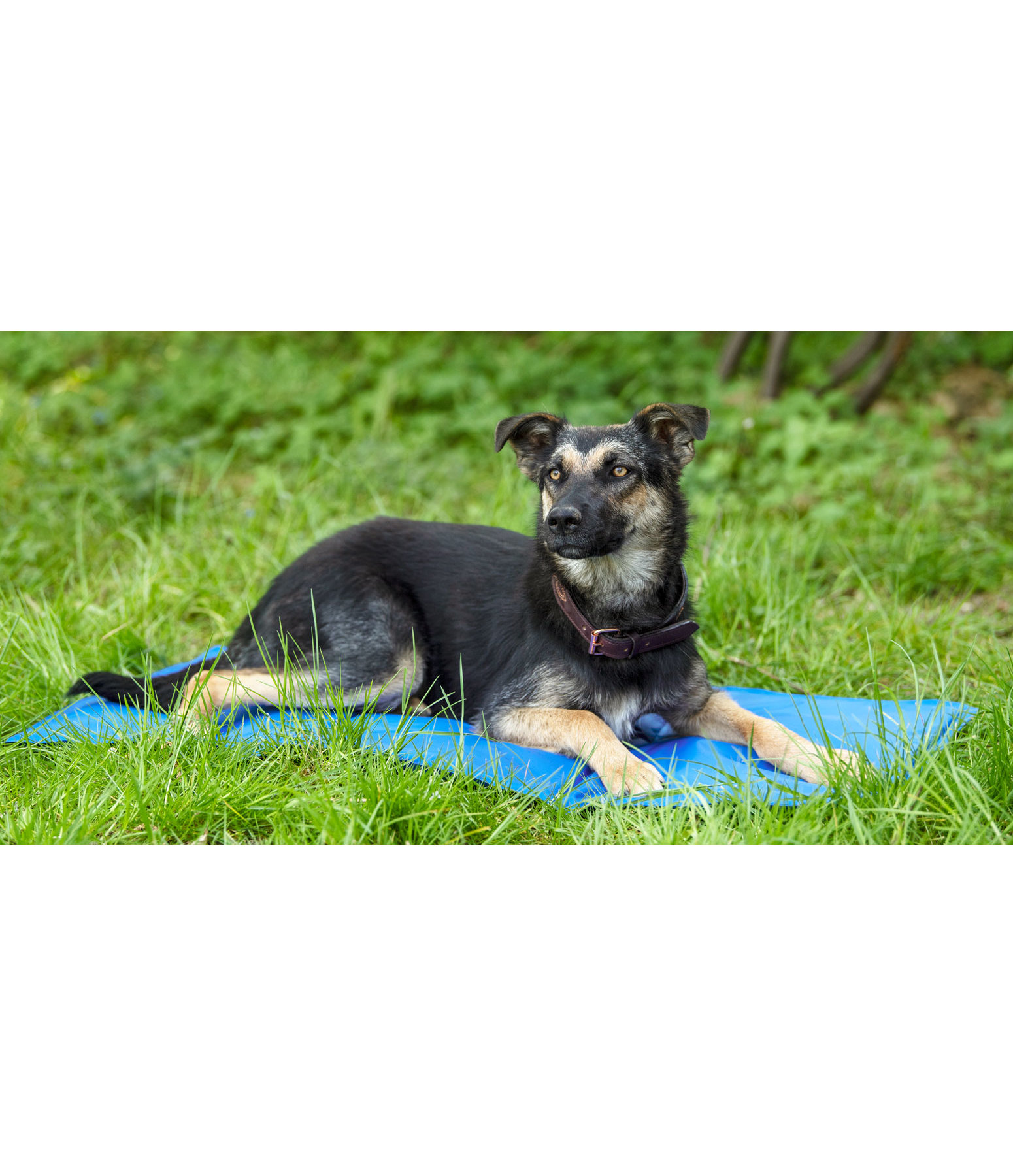 Cooling Matte für Hunde Hundebetten & kissen Felix Bühler