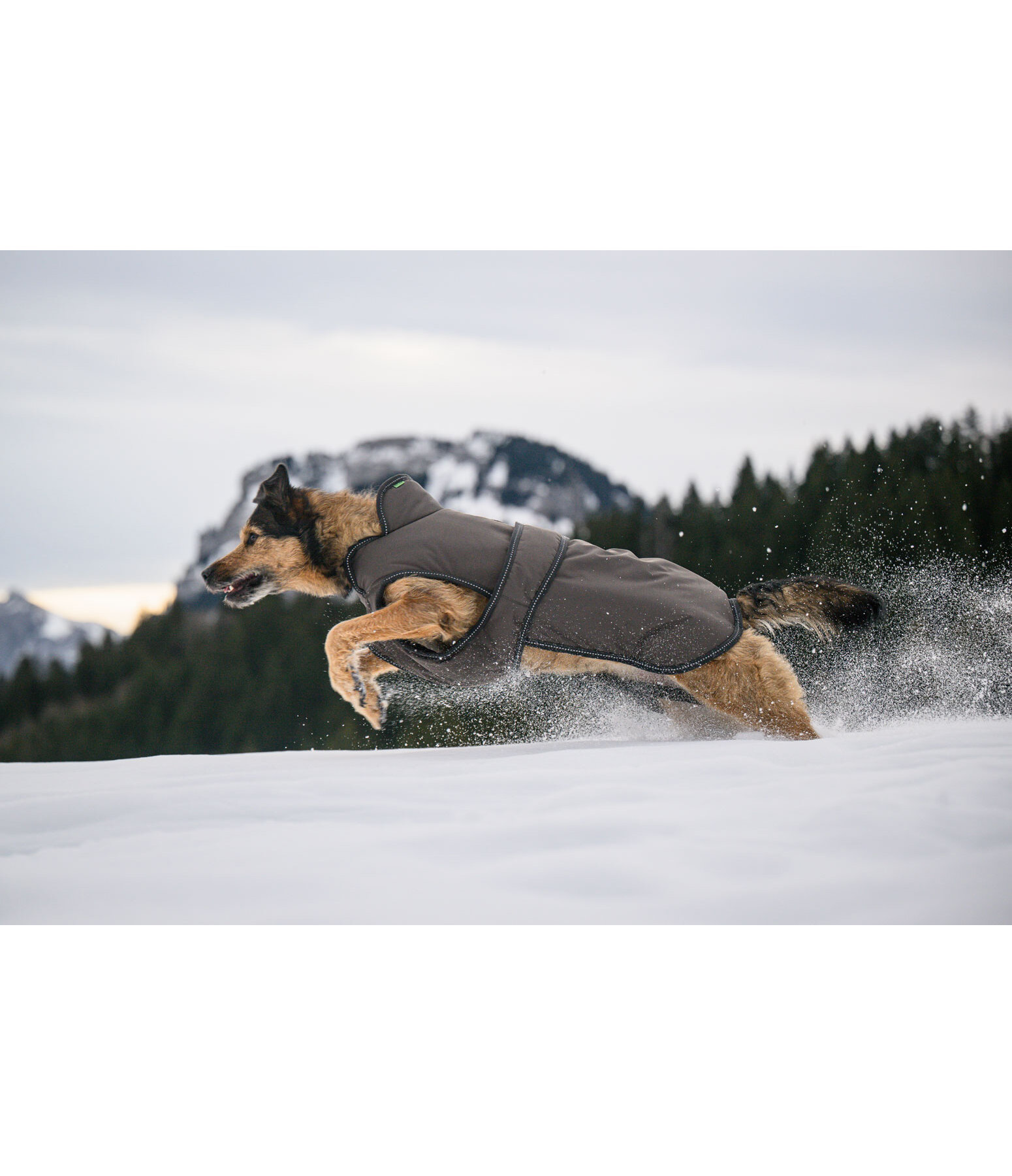 Hundemantel Eddie mit Fleeceinnenfutter 200 g