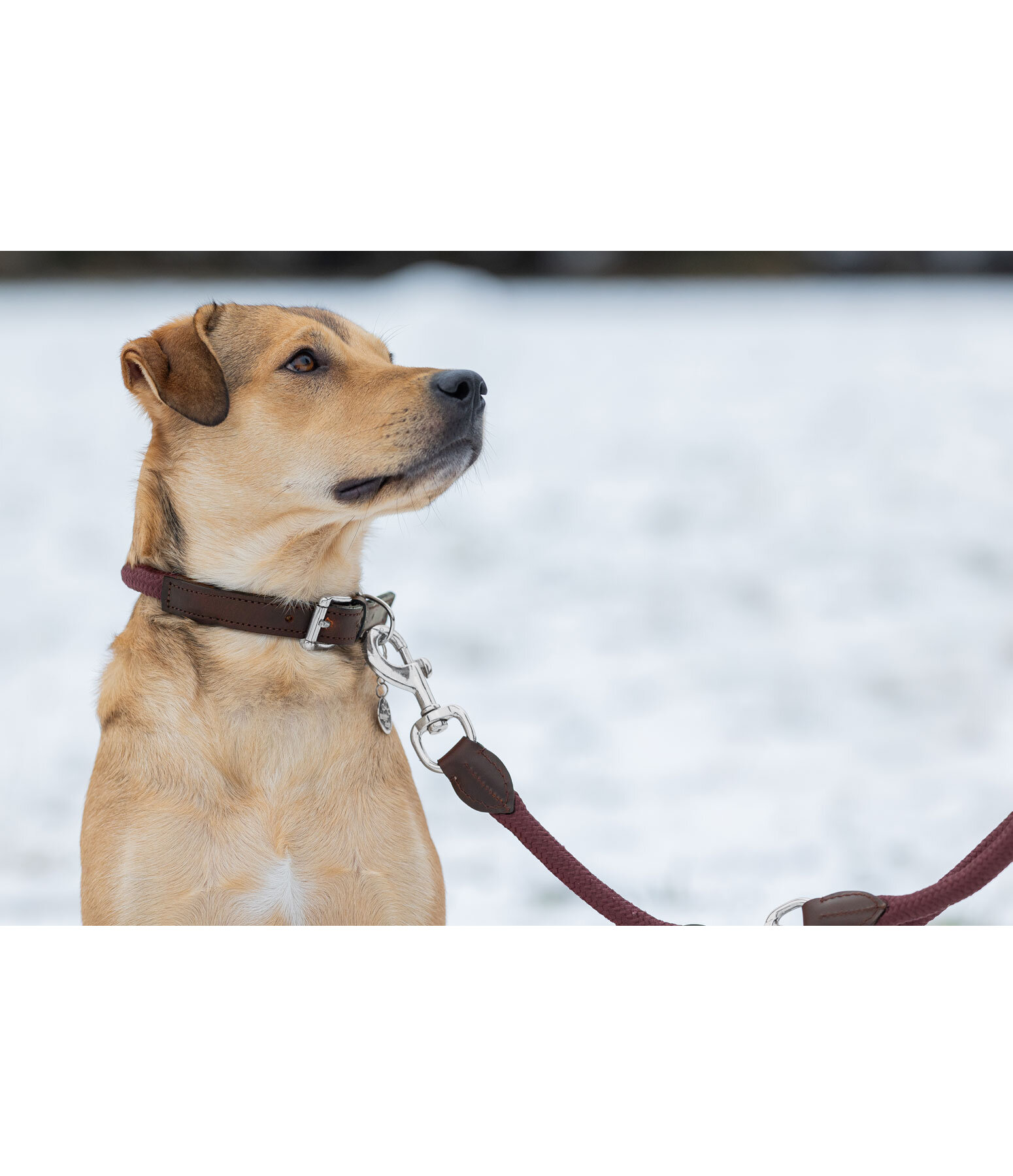 Hundehalsband Rope