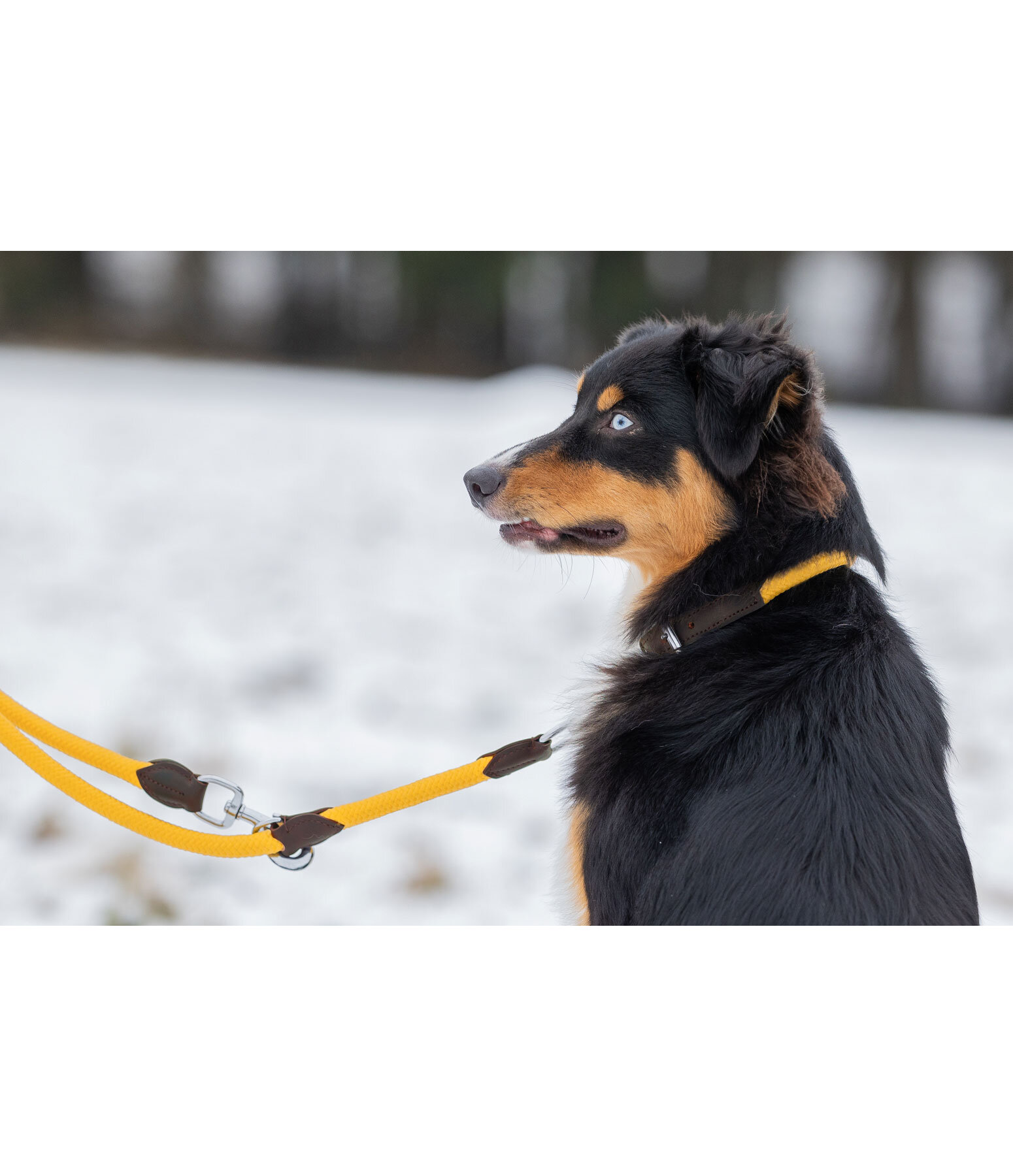 Hundehalsband Rope