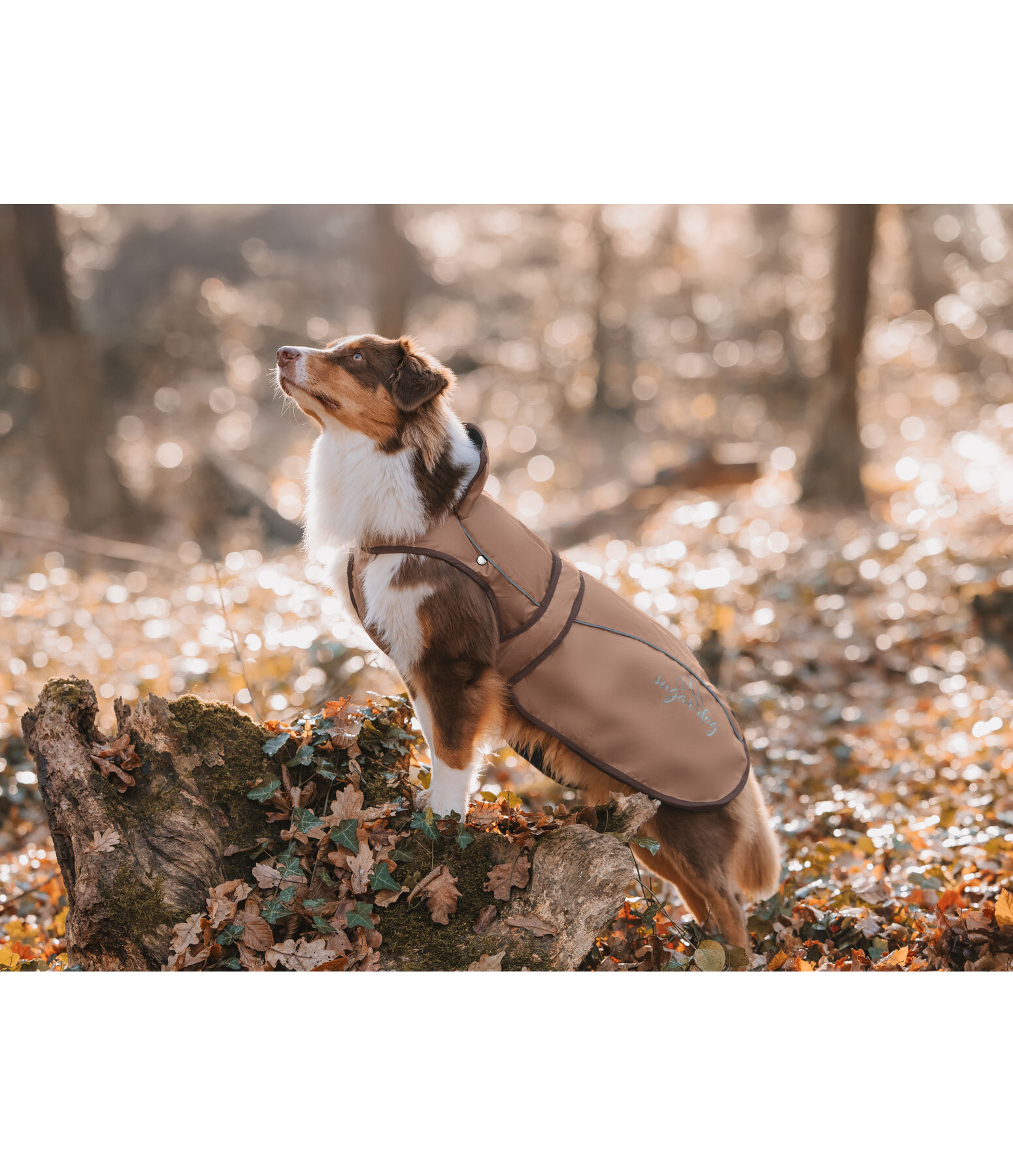 Nylon-Hundemantel Ally 2 in 1