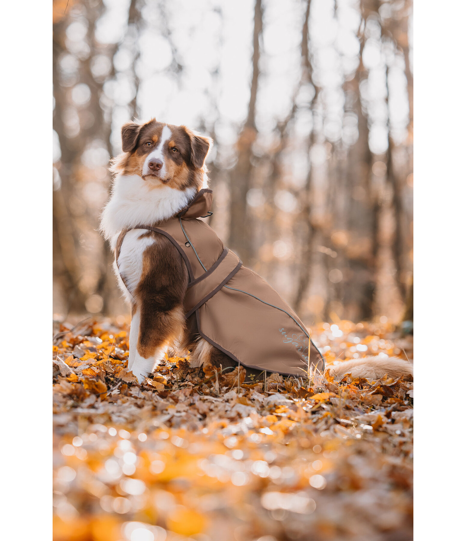 Nylon-Hundemantel Ally 2 in 1
