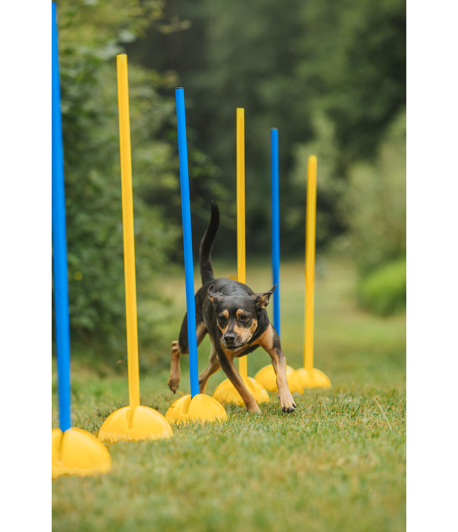 Agility Stangen