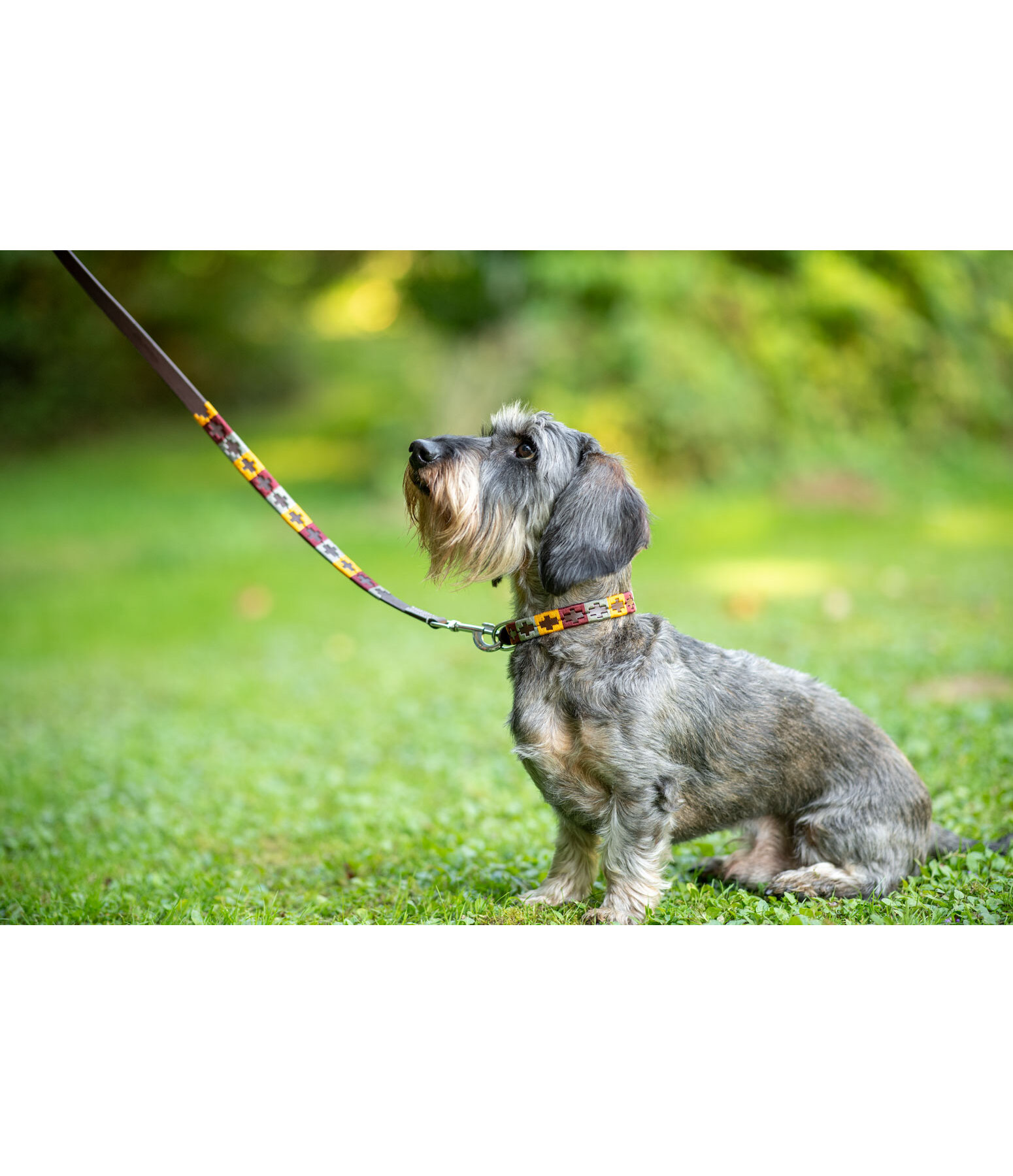Set: Leder-Hundehalsband und -leine Polo Sports