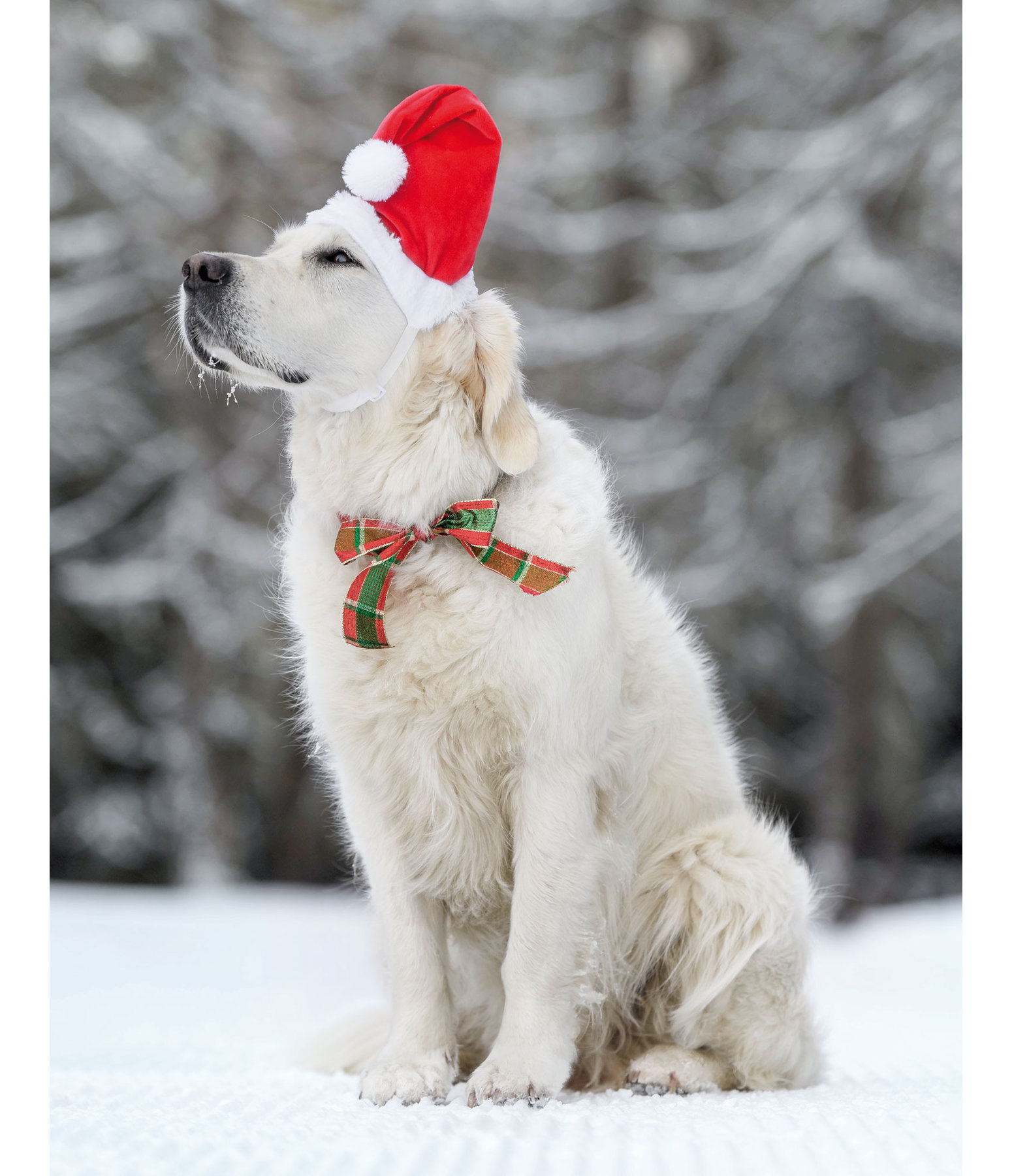 Weihnachtsmtze Santa fr Hunde