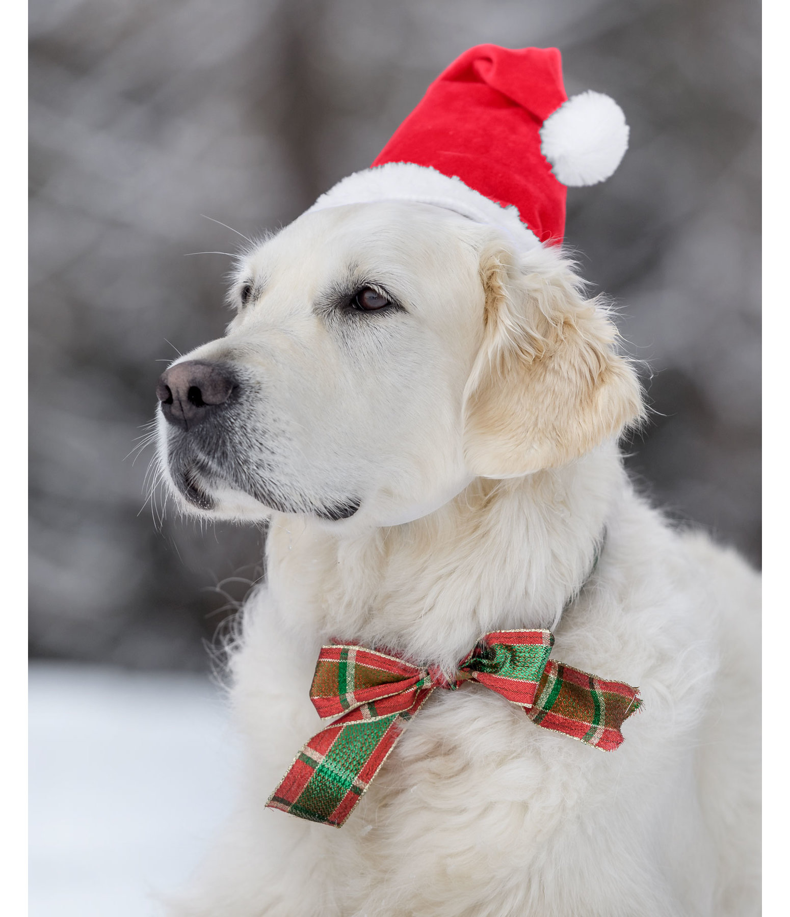 Weihnachtsmtze Santa fr Hunde