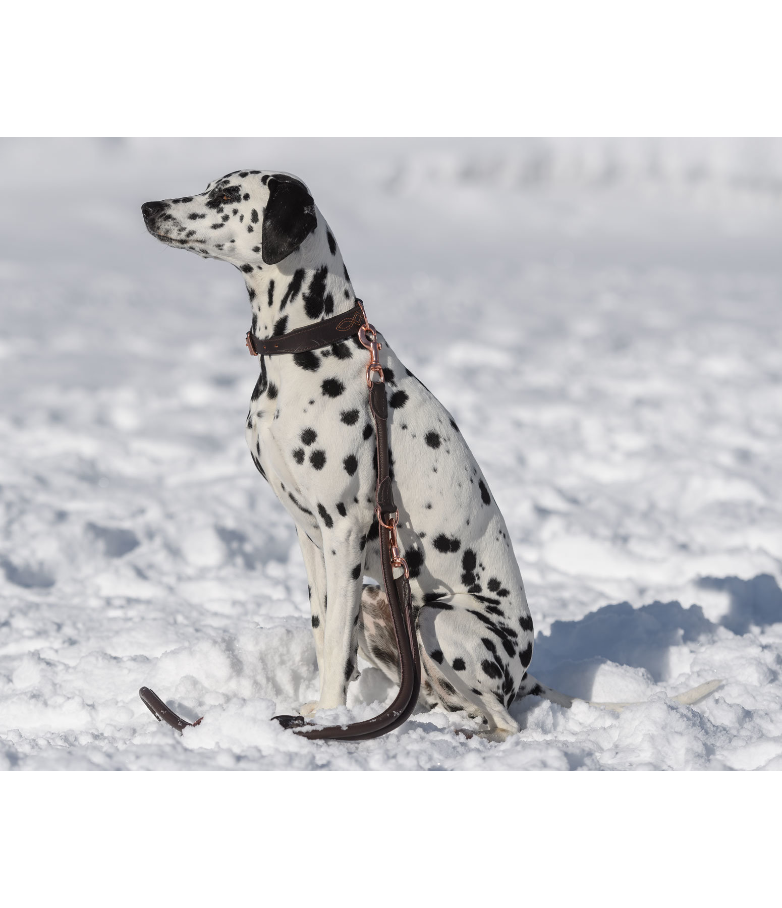 Runde Leder-Hundeleine Certaldo