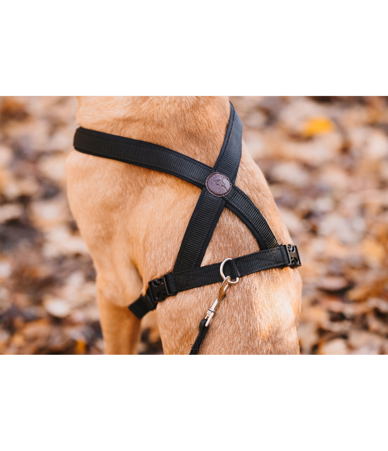 Hundegeschirr Piper