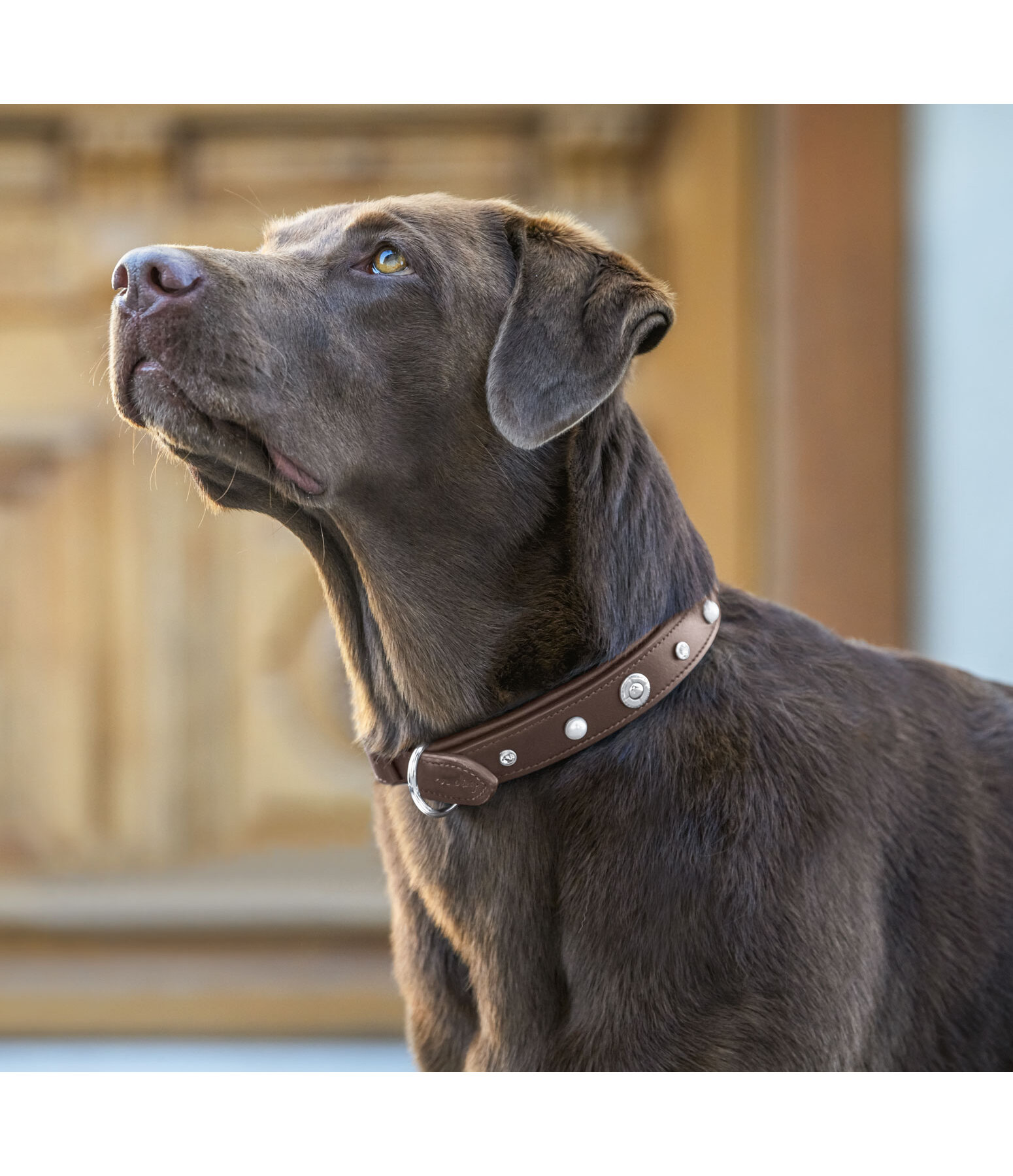 Hunde-Lederhalsband Chinook