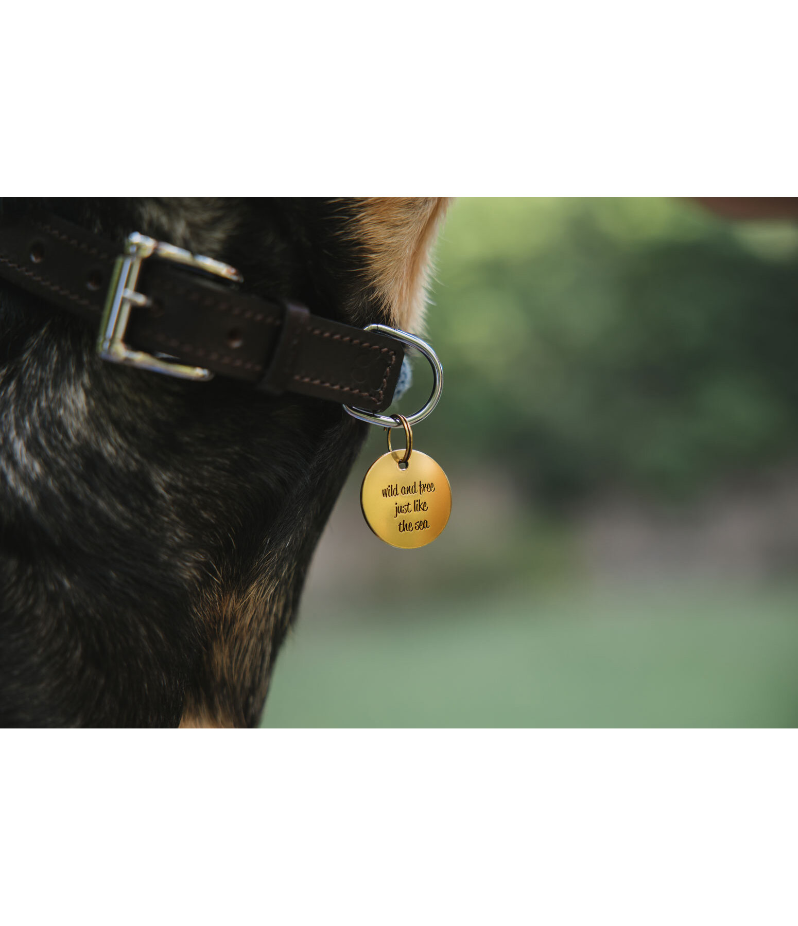 Charm fr Hunde Travel Buddy
