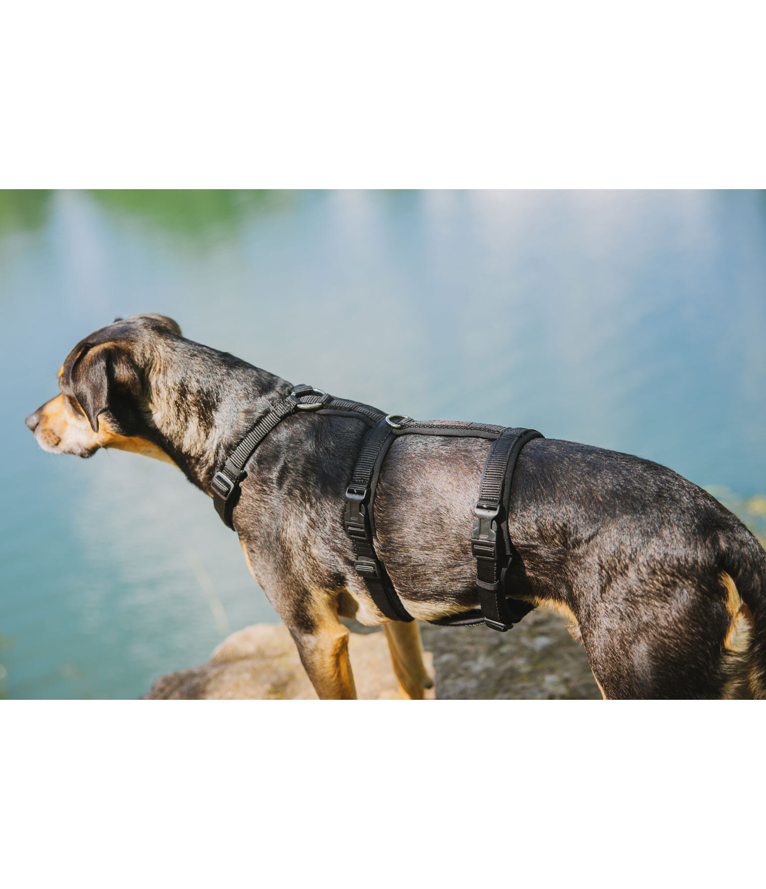 Sicherheitsgeschirr Irmi fr Hunde