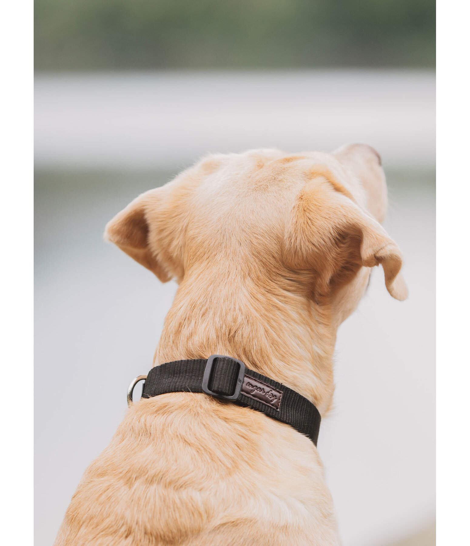Hundehalsband Champ
