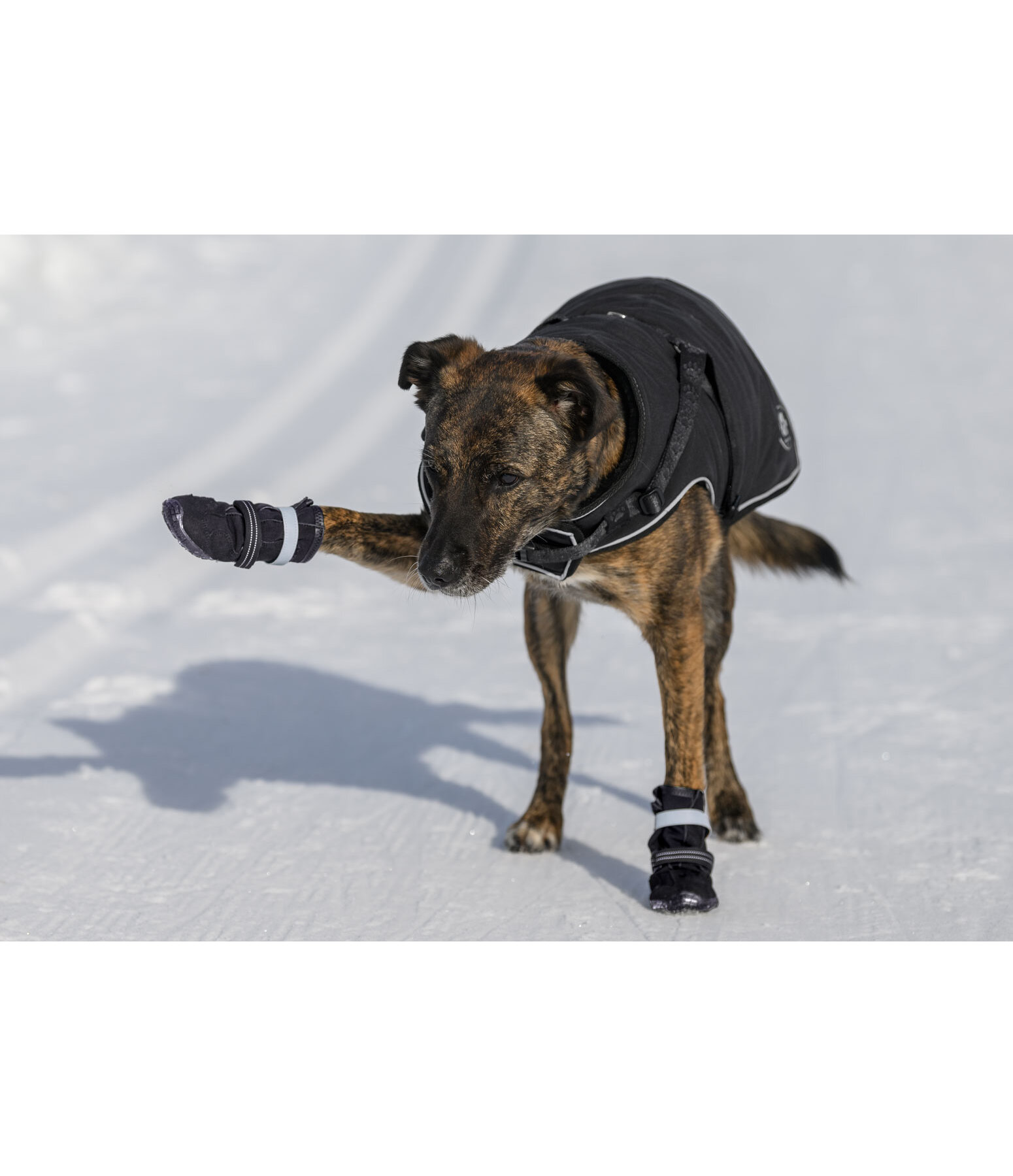 Pfotenschutz-Schuhe Antarctica für Hunde