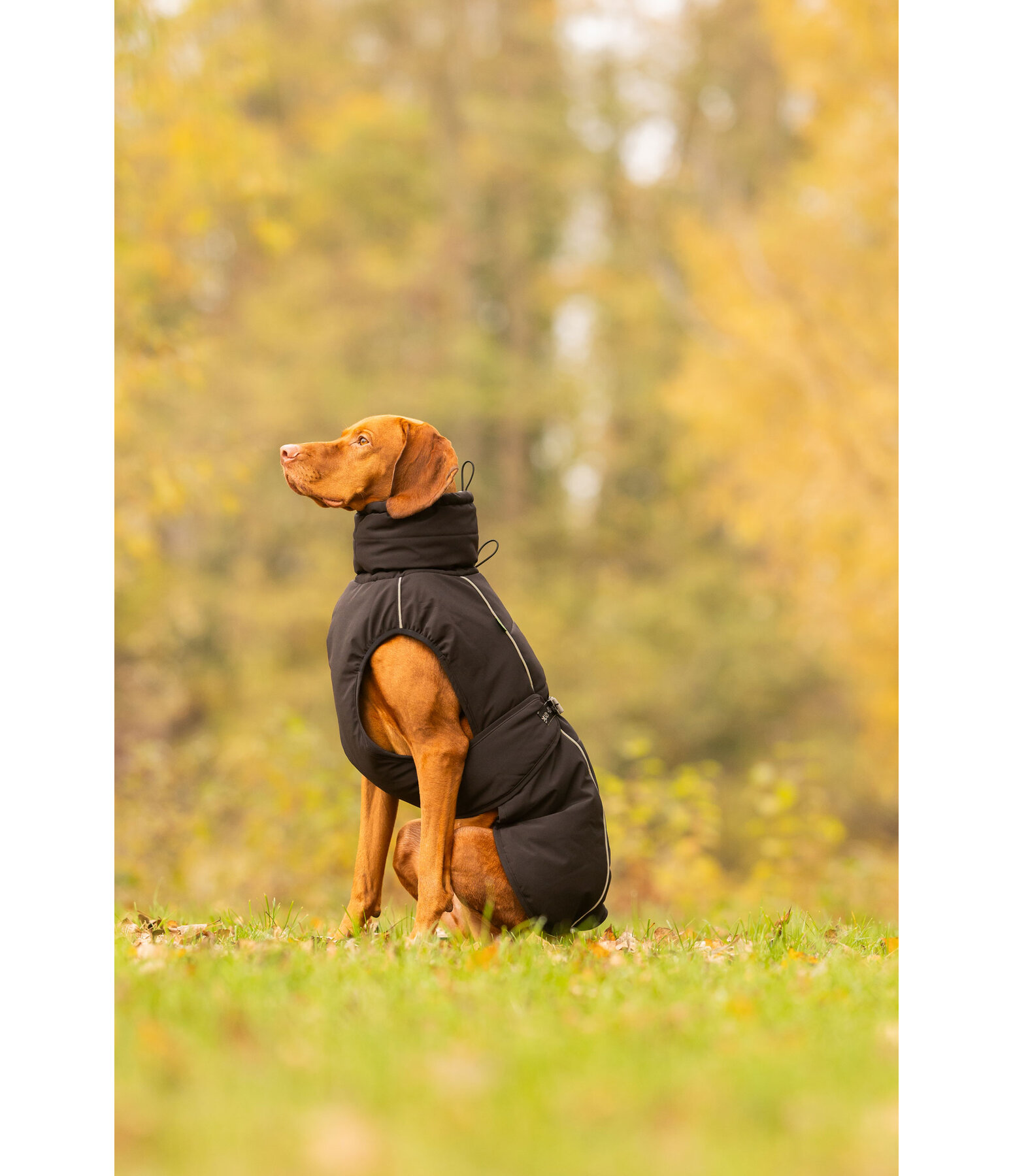 Winter-Hundemantel Marlon, 200-300 g