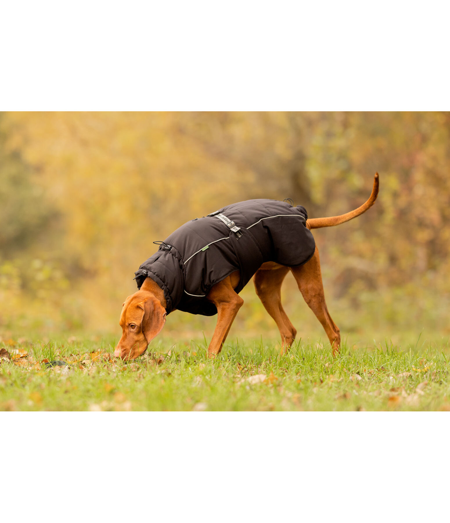 Winter-Hundemantel Marlon, 200-300 g