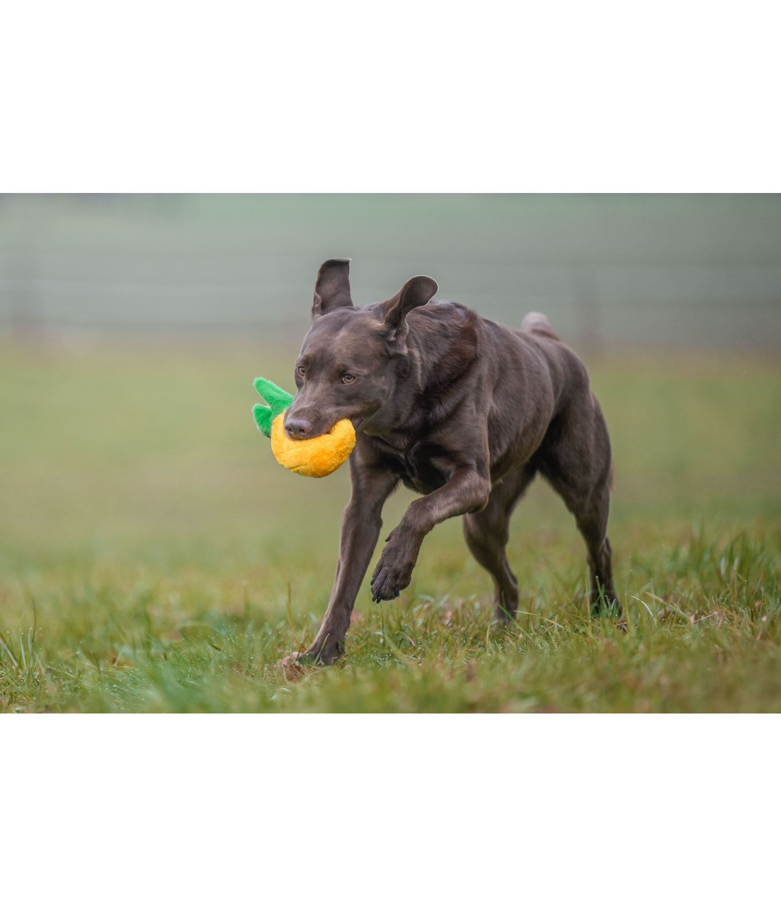 Hundespielzeug Pineapple