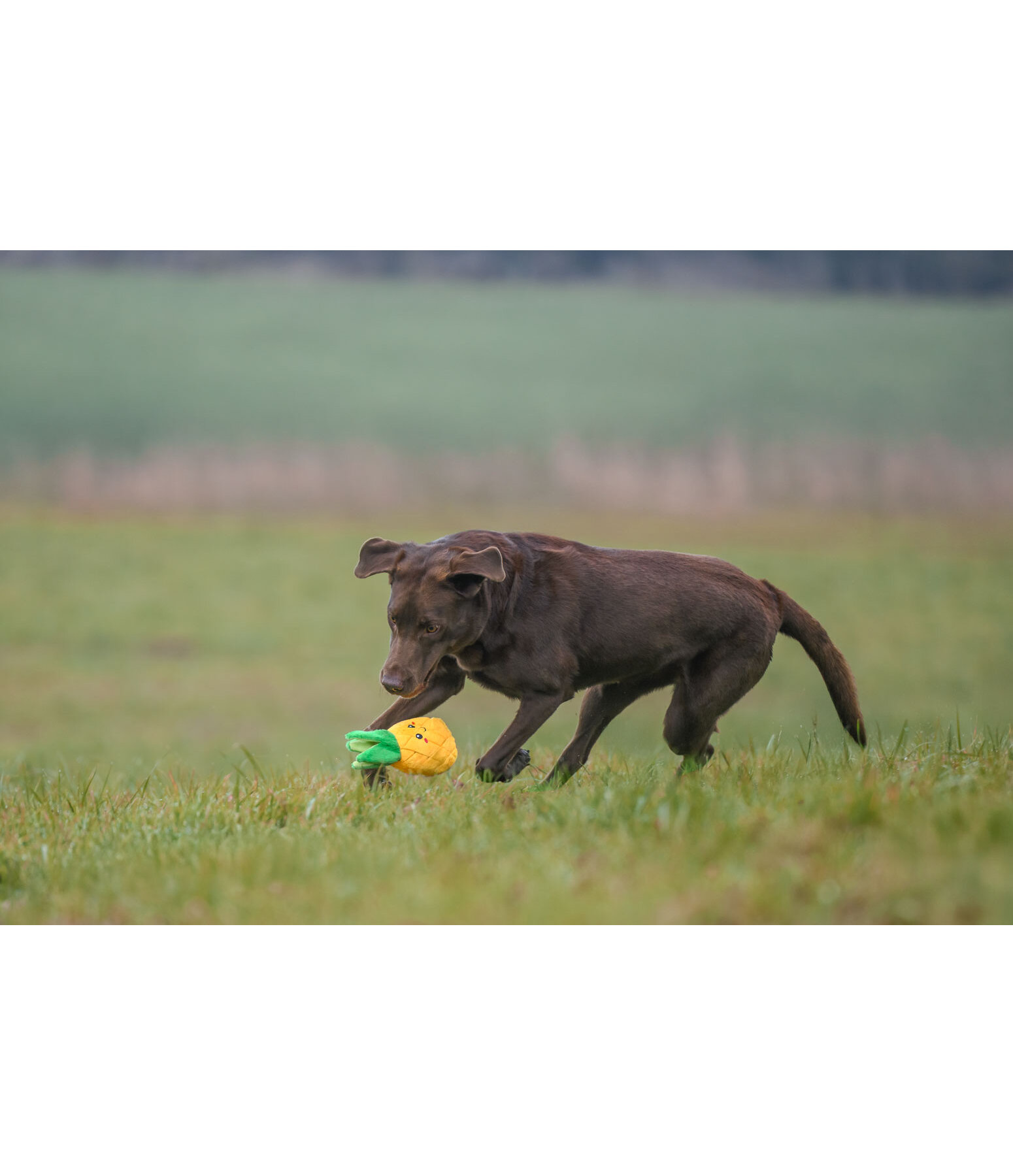 Hundespielzeug Pineapple