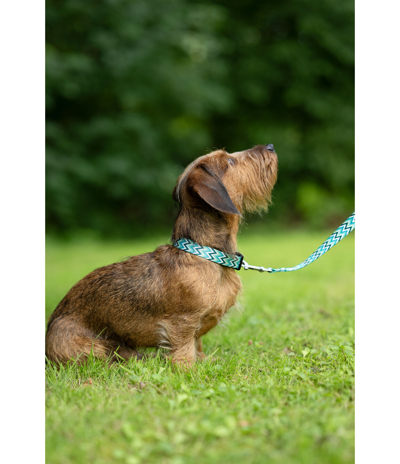 Halsband und Leine Set Zap