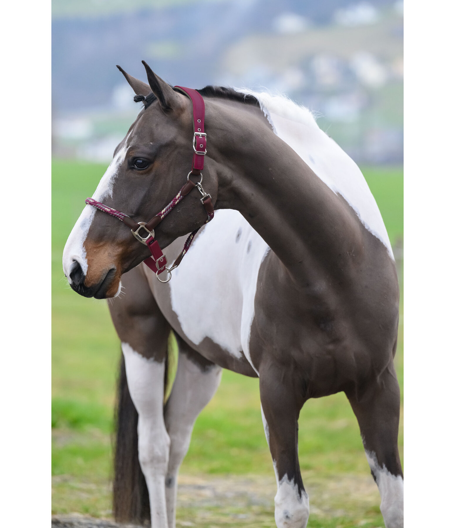 Anatomisches Halfter Sophistication