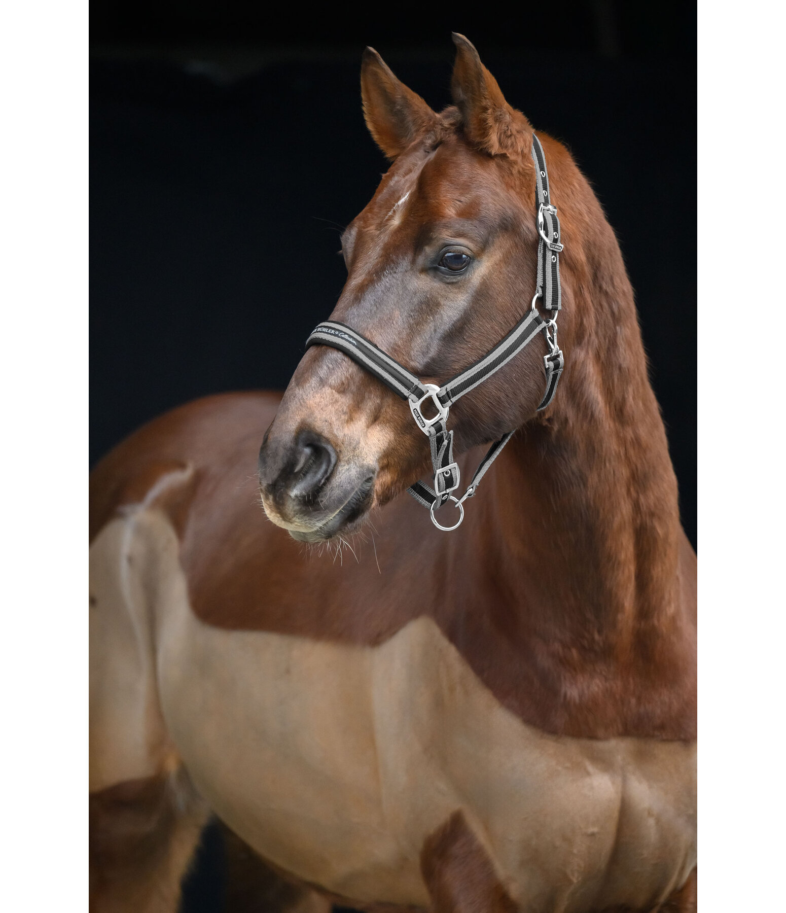 Halfter Essential II