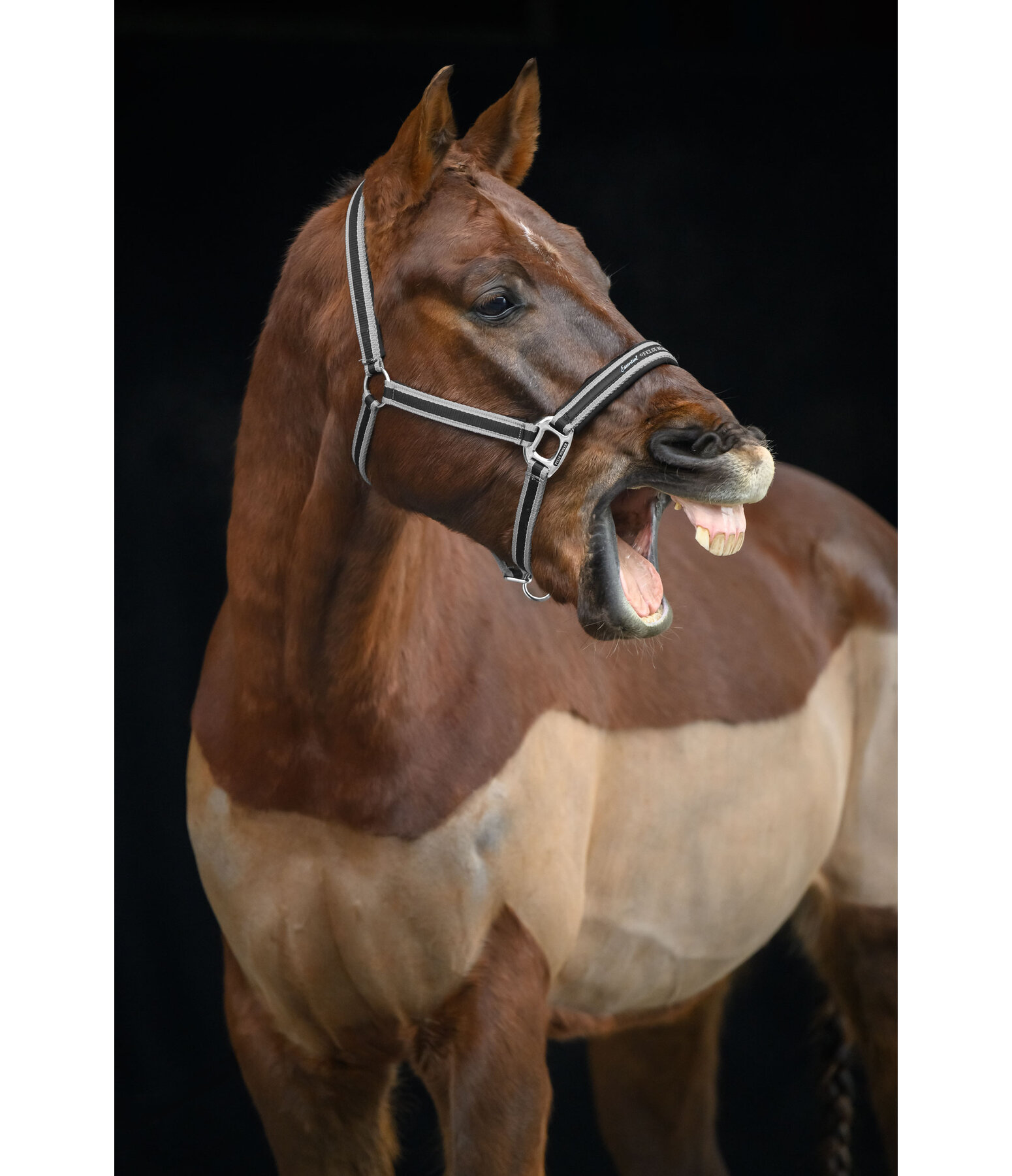 Halfter Essential II