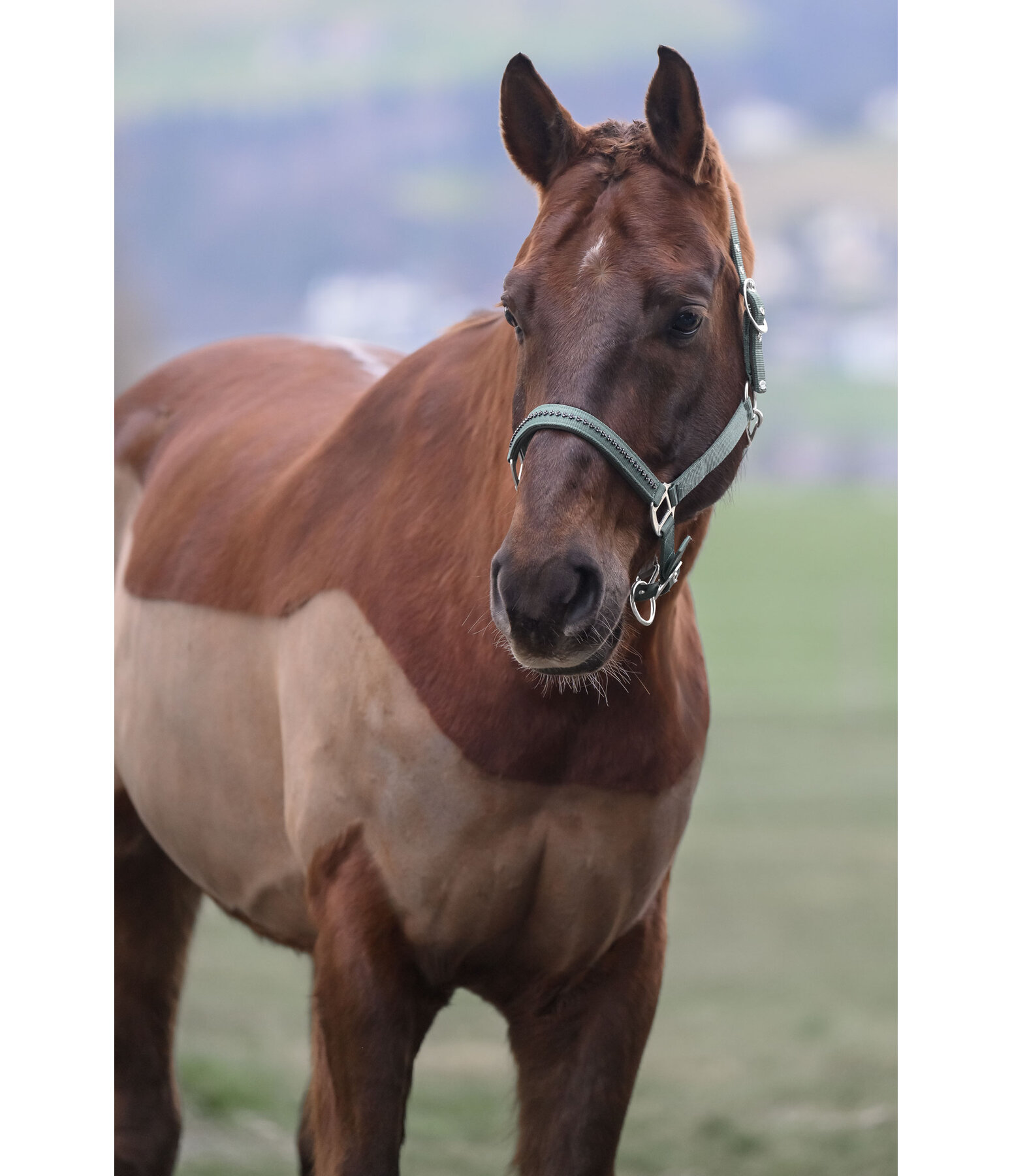 Halfter Twinkle