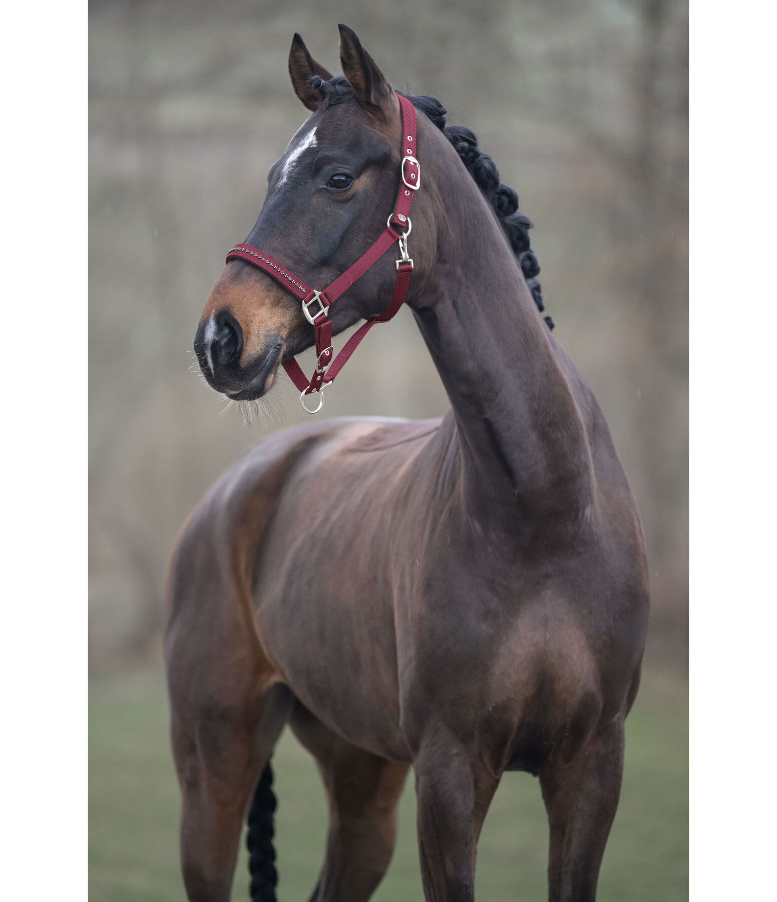 Halfter Twinkle