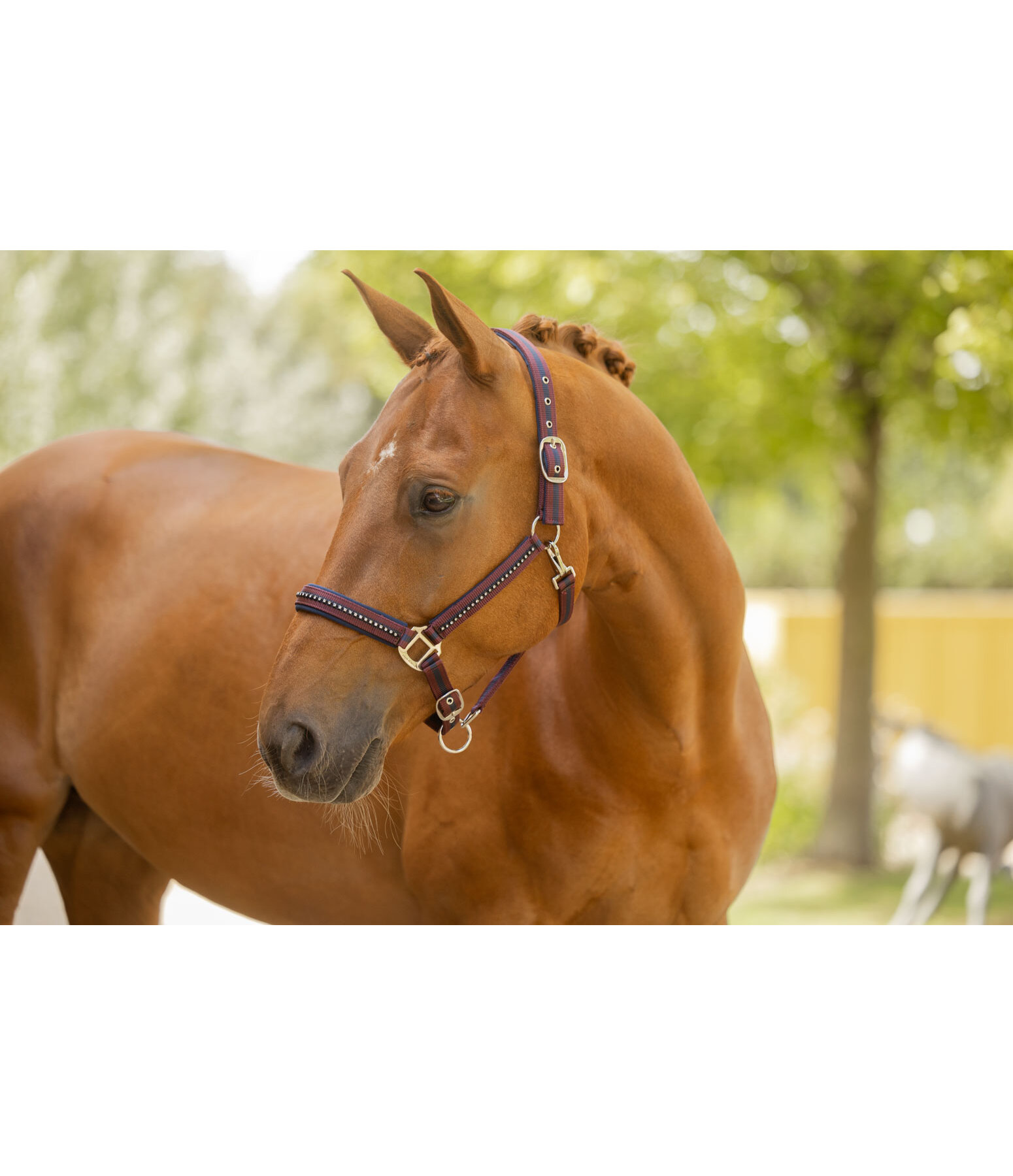 Halfter Twotone & Crystal