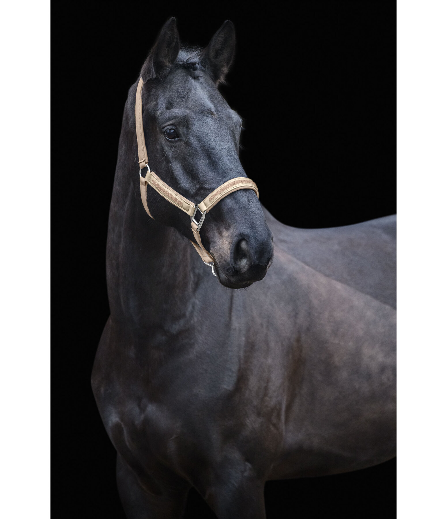 Halfter  Glitter Stone